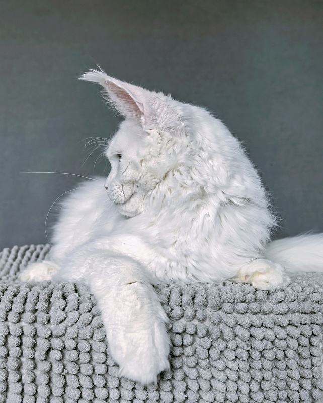 Van*Damme Akbars - Kitten maine-coon 6 months 2.5 weeks
