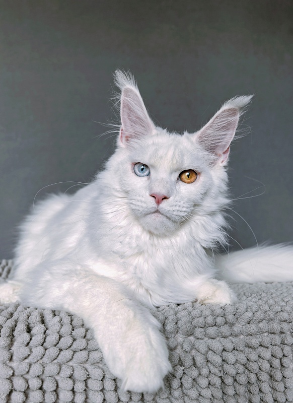 Van*Damme Akbars - Kitten maine-coon 6 months 2.5 weeks