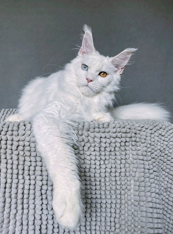 Van*Damme Akbars - Kitten maine-coon 6 months 2.5 weeks