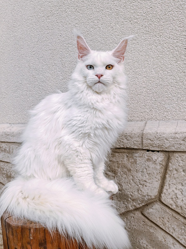 Van*Damme Akbars - Kitten maine-coon 6 months 2.5 weeks