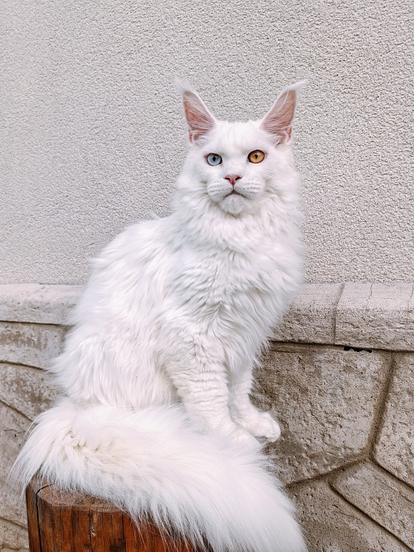 Van*Damme Akbars - Kitten maine-coon 6 months 2.5 weeks