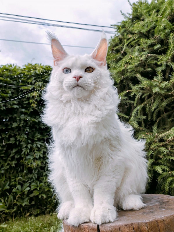 Van*Damme Akbars - Kitten maine-coon 6 months 2.5 weeks