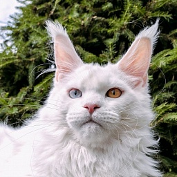 Van*Damme Akbars