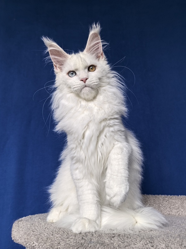 Van*Damme Akbars - Kitten maine-coon 4 months 2 weeks