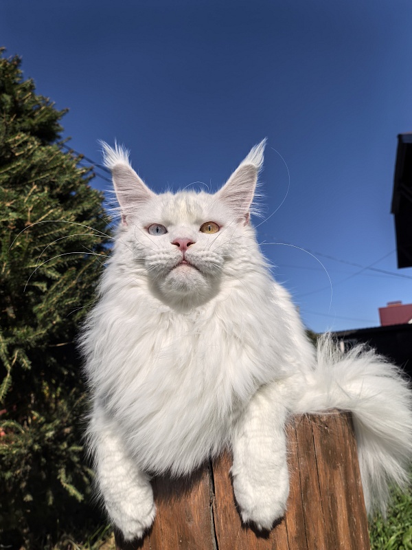 Van*Damme Akbars - Junior maine-coon 9 months 4 weeks