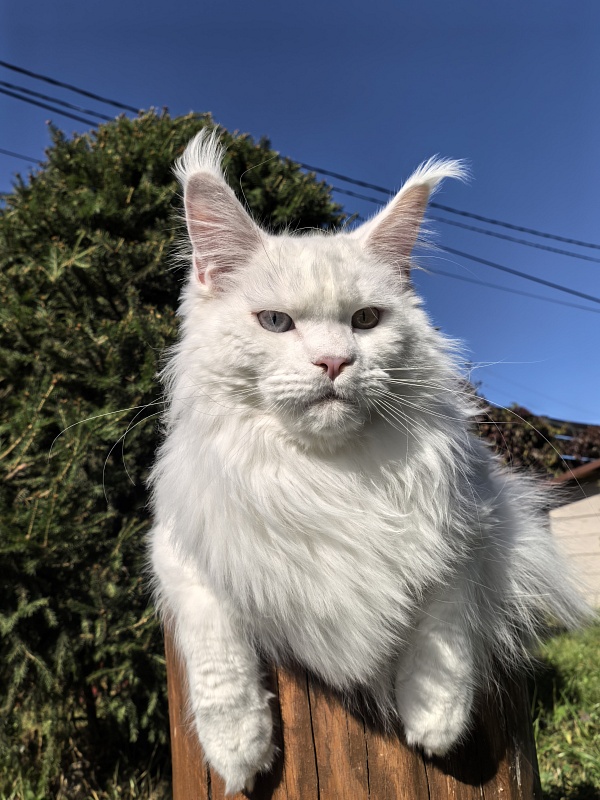 Van*Damme Akbars - Junior maine-coon 9 months 4 weeks