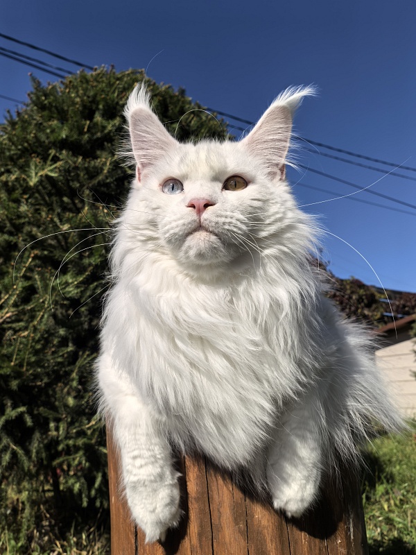 Van*Damme Akbars - Junior maine-coon 9 months 4 weeks