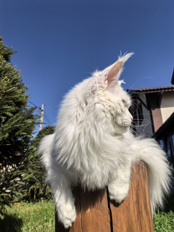 Van*Damme Akbars - Junior maine-coon 9 months 4 weeks