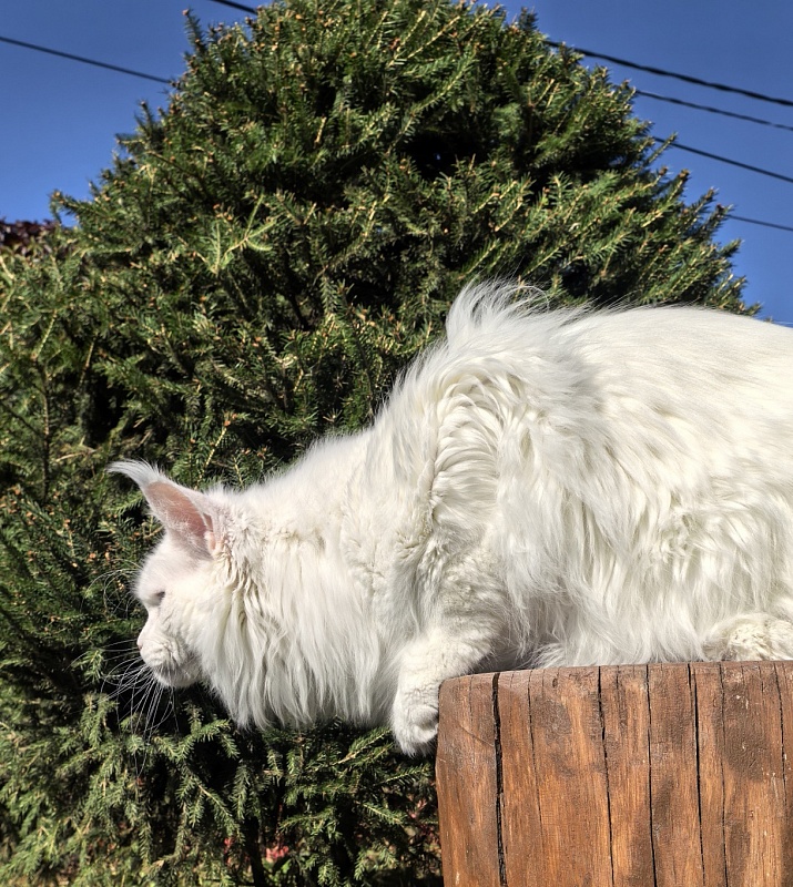 Van*Damme Akbars - Junior maine-coon 9 months 4 weeks