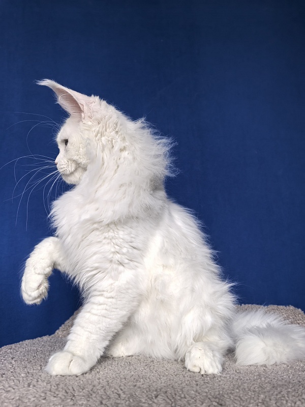 Van*Damme Akbars - Kitten maine-coon 4 months 2 weeks