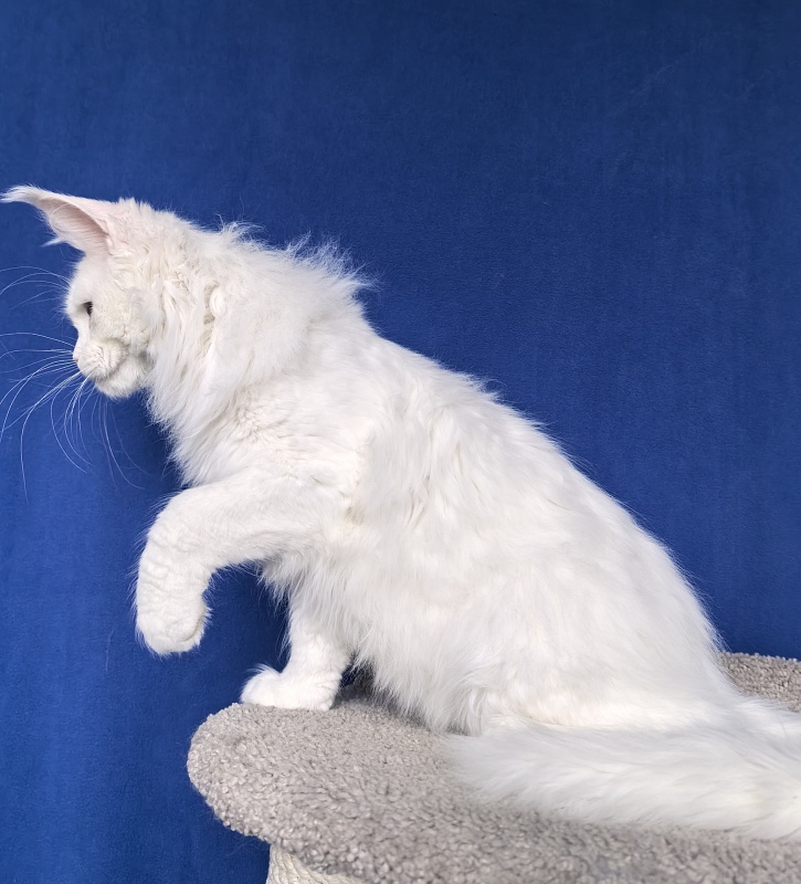 Van*Damme Akbars - Kitten maine-coon 4 months 2 weeks