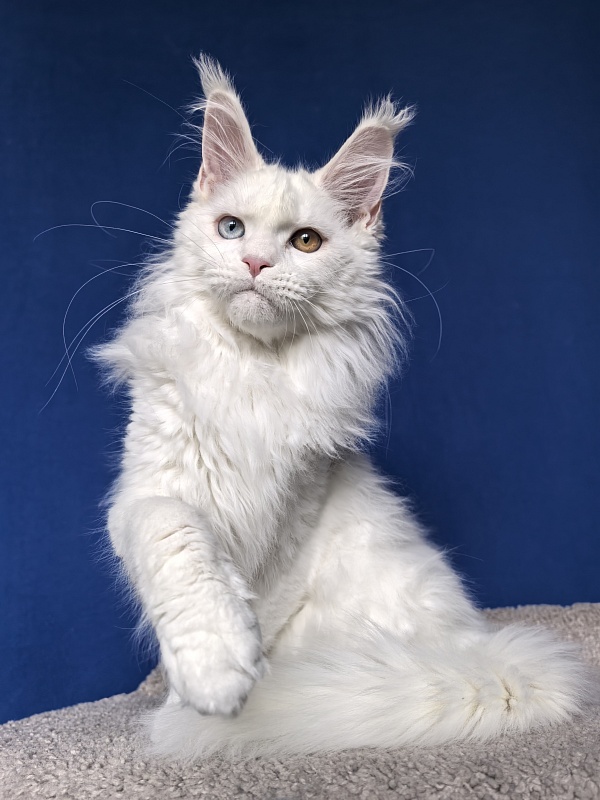 Van*Damme Akbars - Kitten maine-coon 4 months 2 weeks