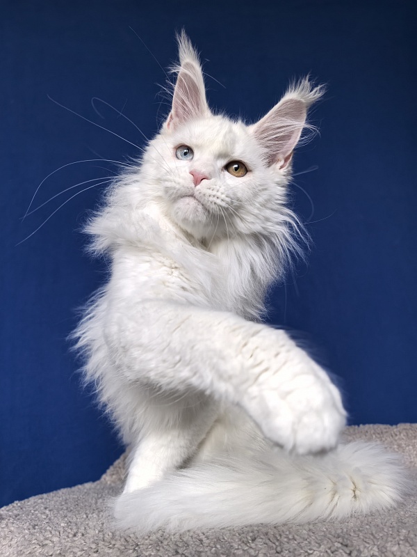 Van*Damme Akbars - Kitten maine-coon 4 months 2 weeks