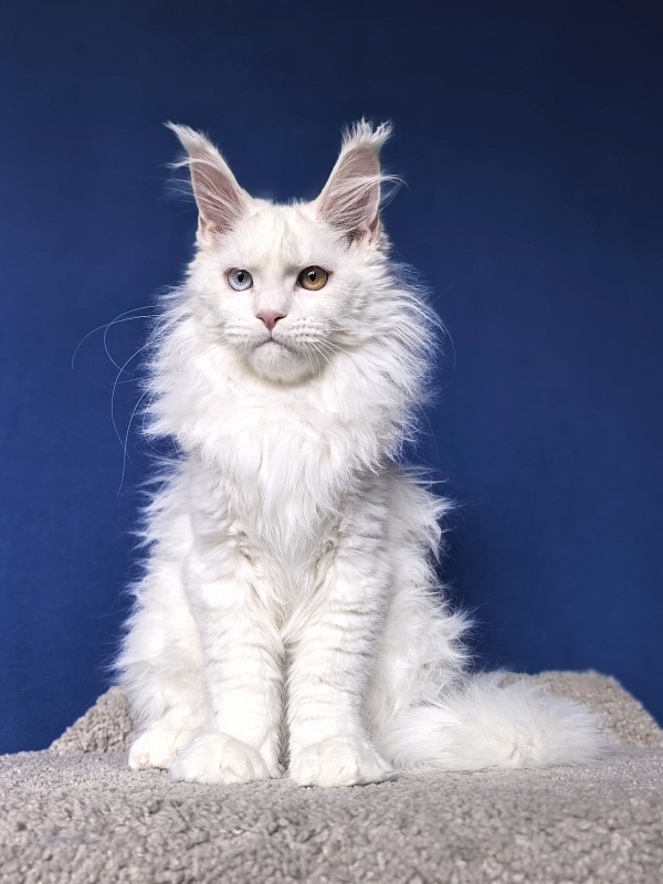 Van*Damme Akbars - Kitten maine-coon 4 months 2 weeks