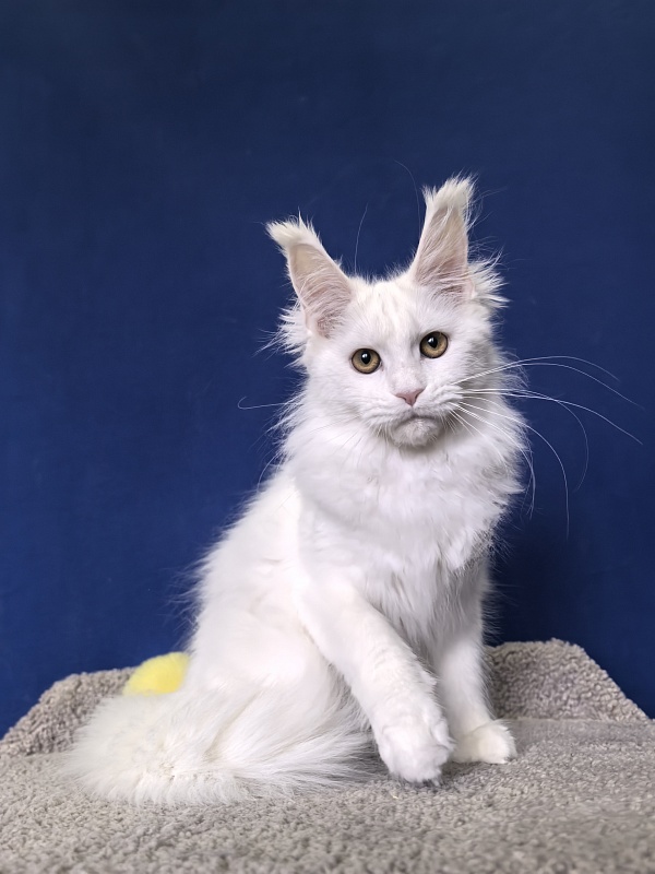 Wilma Cat Akbars - Kitten maine-coon 4 months 2 weeks