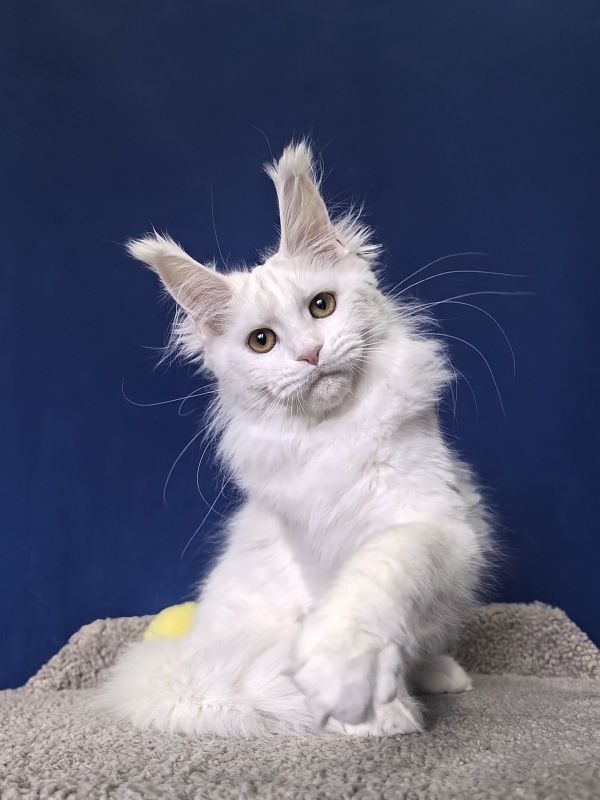 Wilma Cat Akbars - Kitten maine-coon 4 months 2 weeks