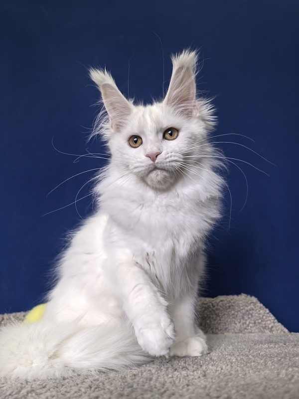 Wilma Cat Akbars - Kitten maine-coon 4 months 2 weeks