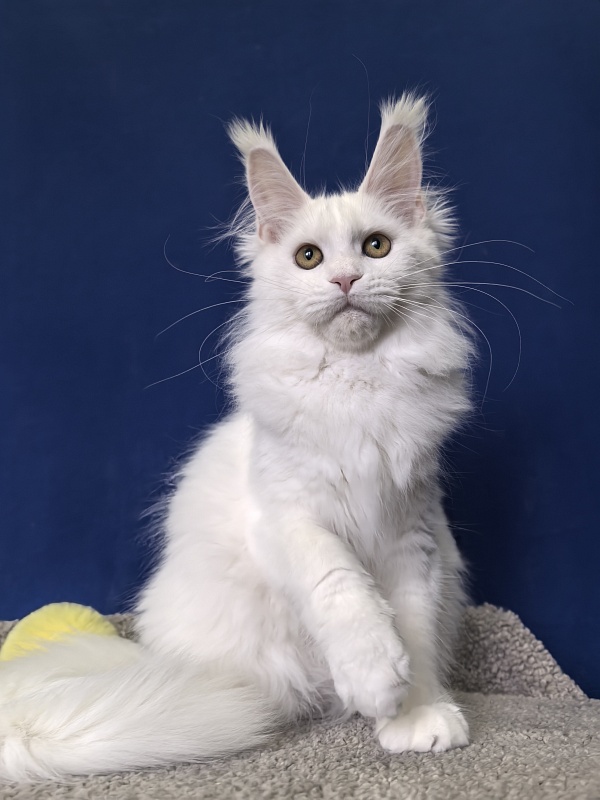 Wilma Cat Akbars - Kitten maine-coon 4 months 2 weeks