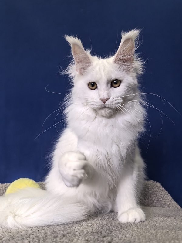 Wilma Cat Akbars - Kitten maine-coon 4 months 2 weeks