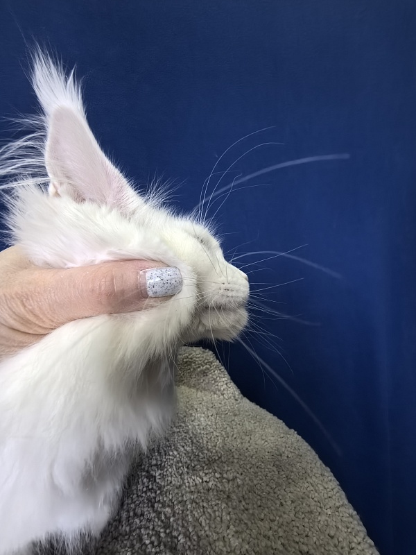 Wilma Cat Akbars - Kitten maine-coon 4 months 2 weeks