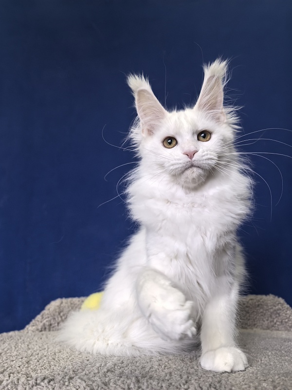 Wilma Cat Akbars - Kitten maine-coon 4 months 2 weeks