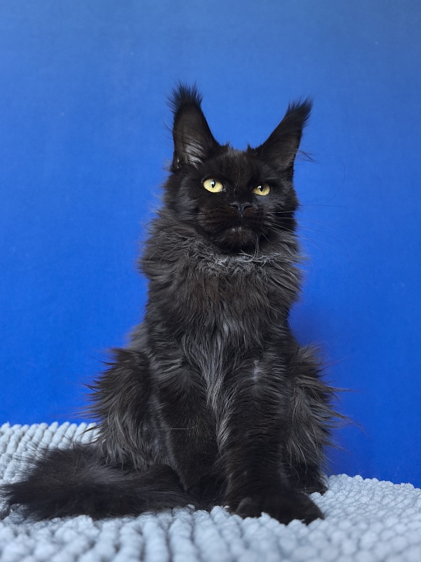 Vorona Akbars - Kitten maine-coon 5 months 2 weeks