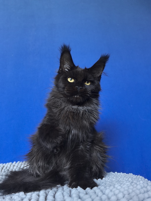 Vorona Akbars - Kitten maine-coon 5 months 2 weeks