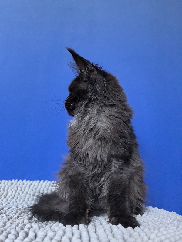 Vorona Akbars - Kitten maine-coon 5 months 2 weeks