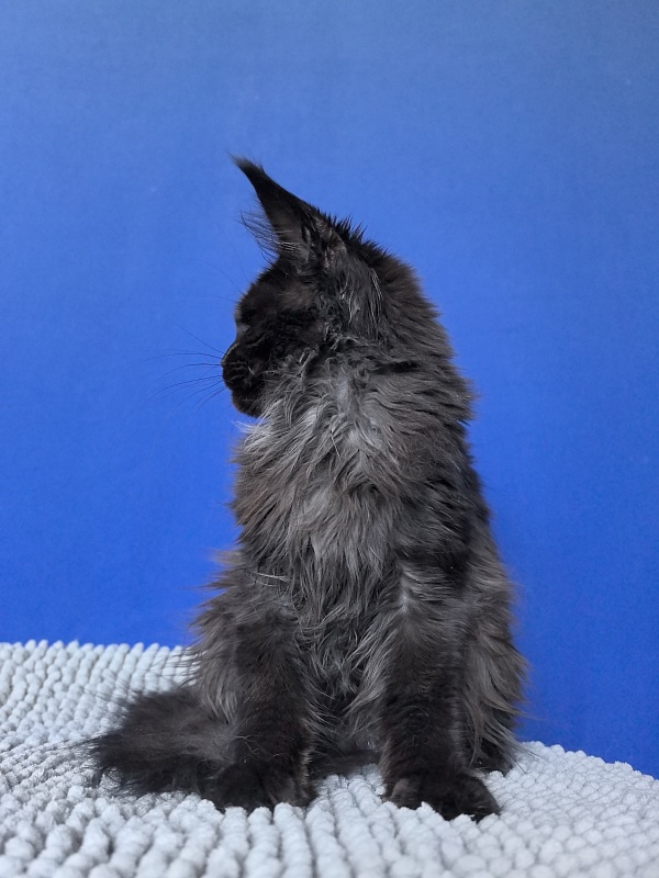 Vorona Akbars - Kitten maine-coon 5 months 2 weeks