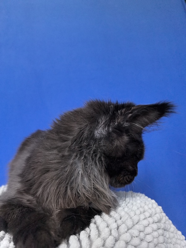 Vorona Akbars - Kitten maine-coon 5 months 2 weeks