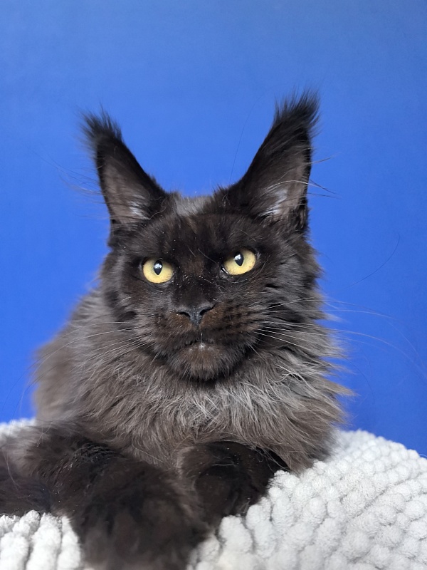 Vorona Akbars - Kitten maine-coon 5 months 2 weeks