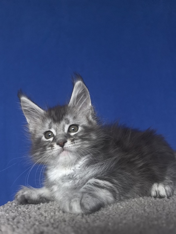 Alex Jones Akbars - Kitten maine-coon 1 month 2 weeks