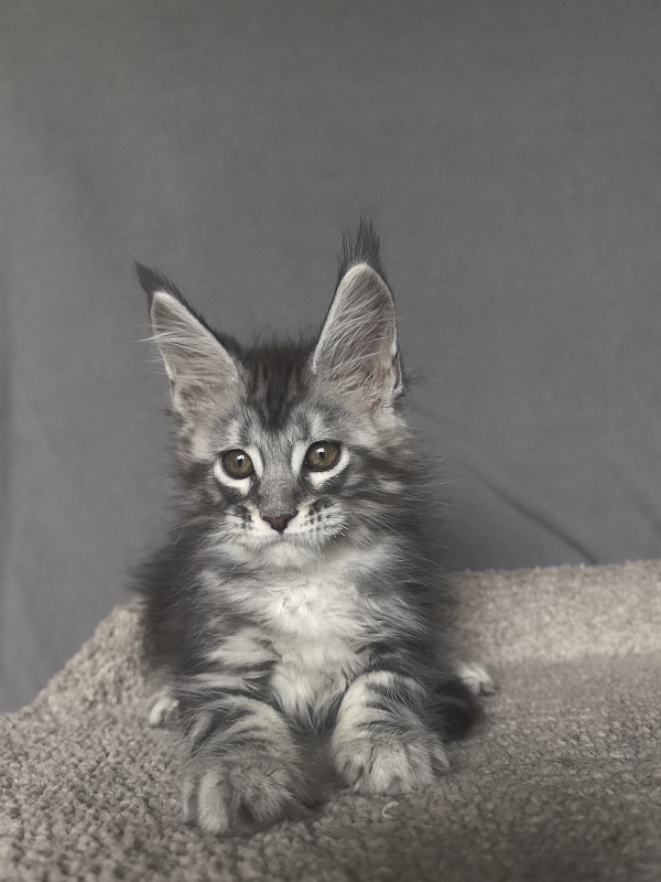 Alex Jones Akbars - Kitten maine-coon 1 month 4 weeks