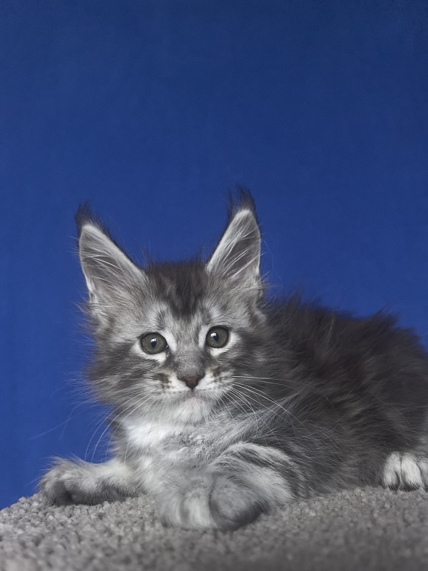Alex Jones Akbars - Kitten maine-coon 1 month 2 weeks