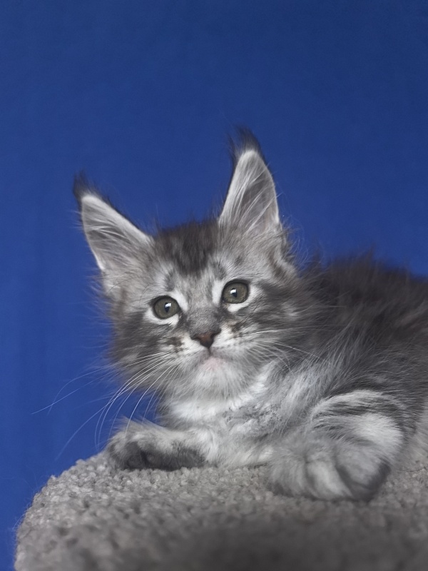 Alex Jones Akbars - Kitten maine-coon 1 month 2 weeks