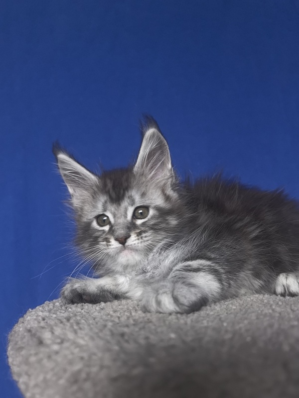 Alex Jones Akbars - Kitten maine-coon 1 month 2 weeks