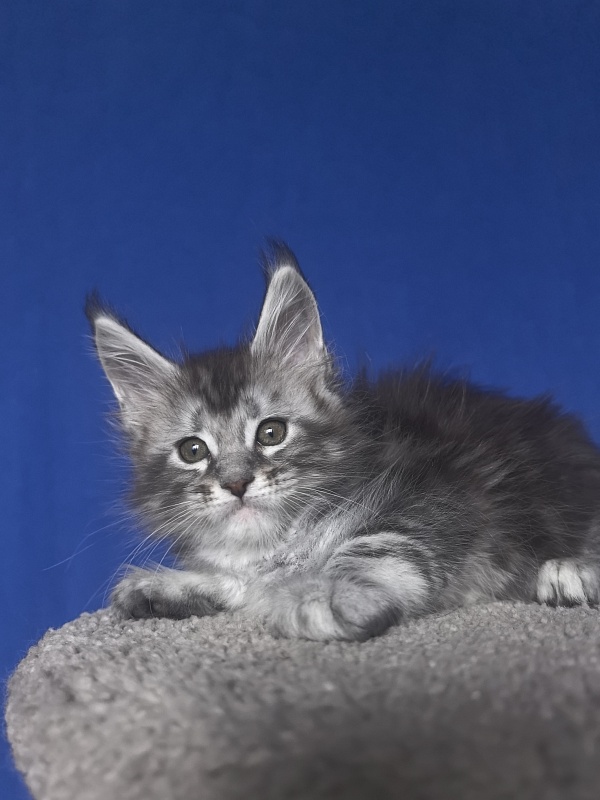 Alex Jones Akbars - Kitten maine-coon 1 month 2 weeks