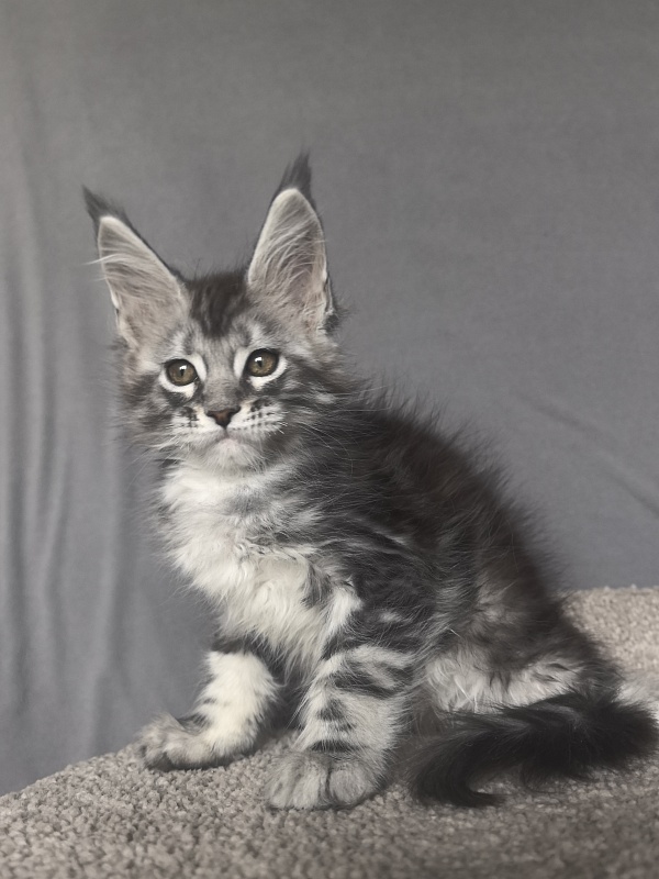 Alex Jones Akbars - Kitten maine-coon 1 month 4 weeks