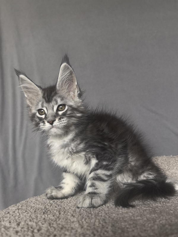Alex Jones Akbars - Kitten maine-coon 1 month 4 weeks