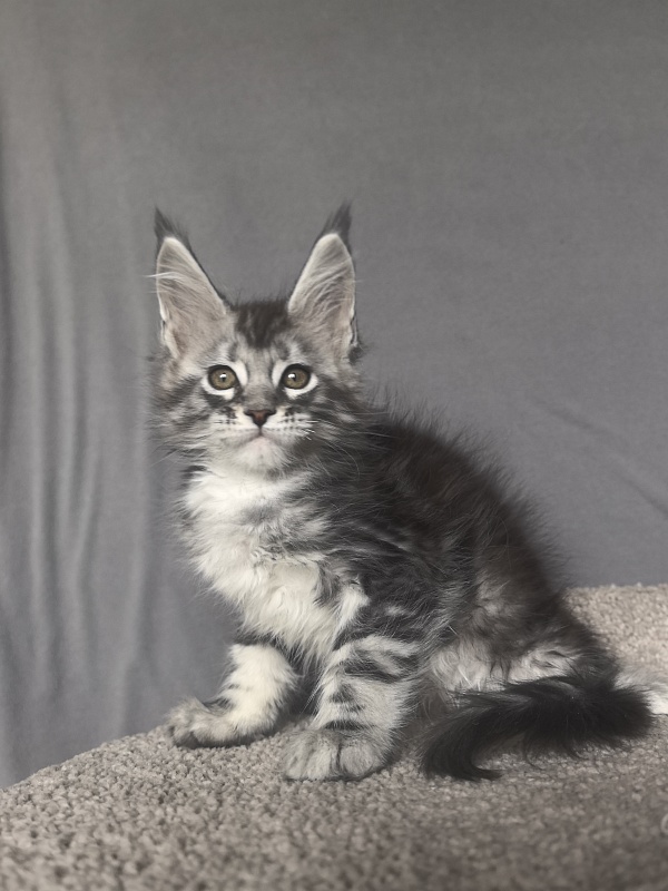 Alex Jones Akbars - Kitten maine-coon 1 month 4 weeks