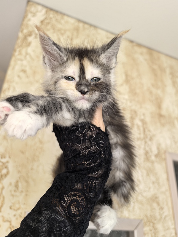 Alfa Akbars - Kitten maine-coon 1 month