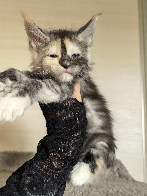 Alfa Akbars - Kitten maine-coon 1 month