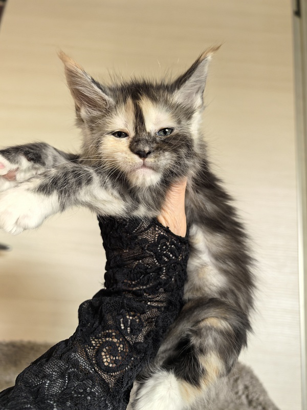 Alfa Akbars - Kitten maine-coon 1 month