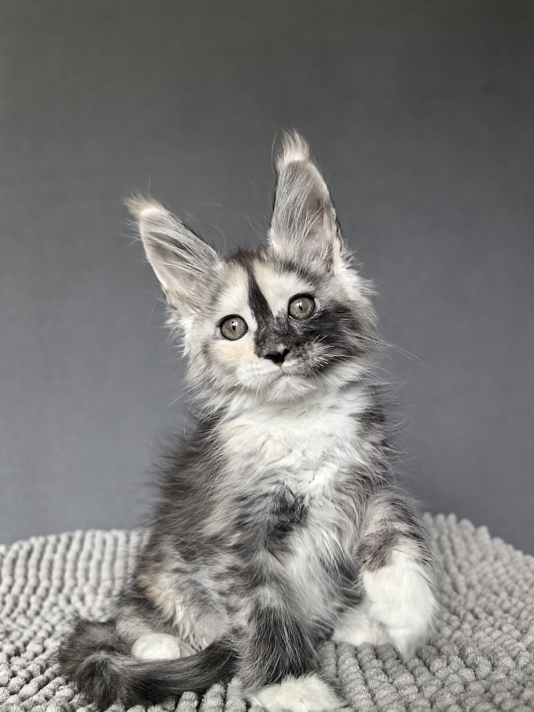 Alfa Akbars - Kitten maine-coon 2 months