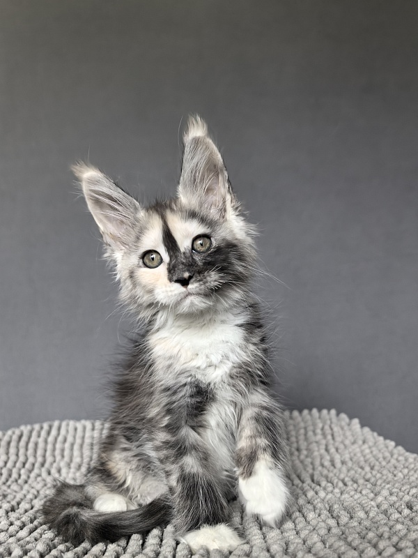 Alfa Akbars - Kitten maine-coon 2 months