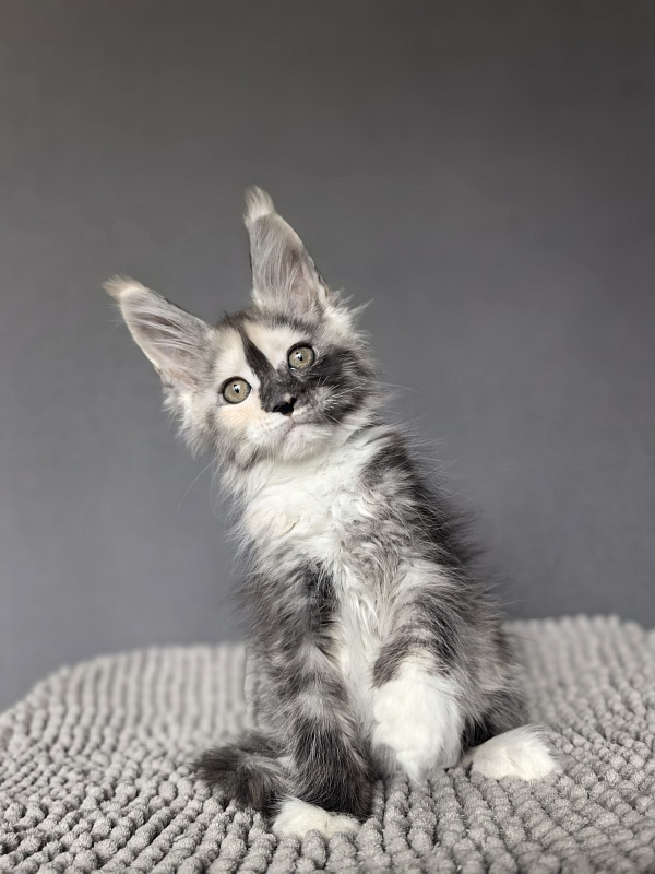 Alfa Akbars - Kitten maine-coon 2 months