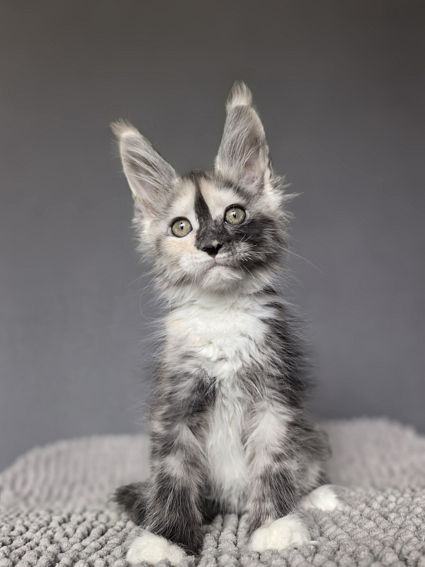 Alfa Akbars - Kitten maine-coon 2 months