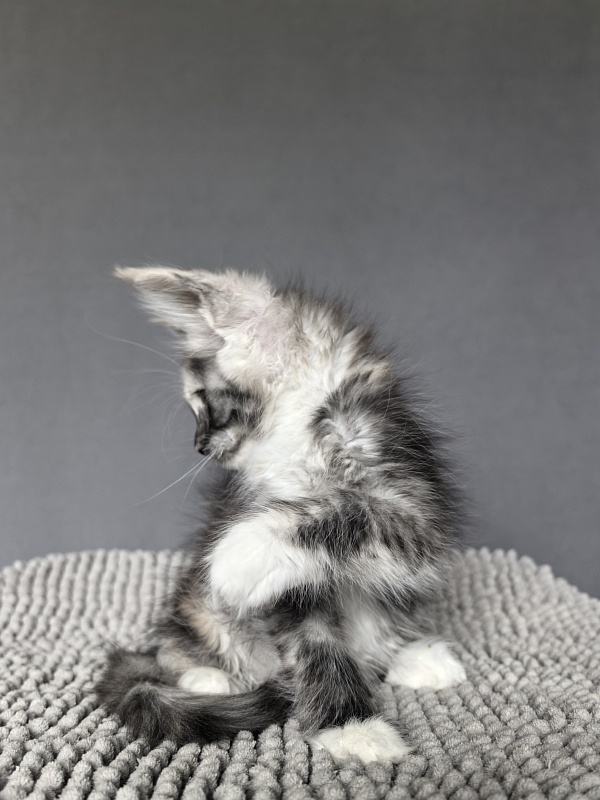Alfa Akbars - Kitten maine-coon 2 months