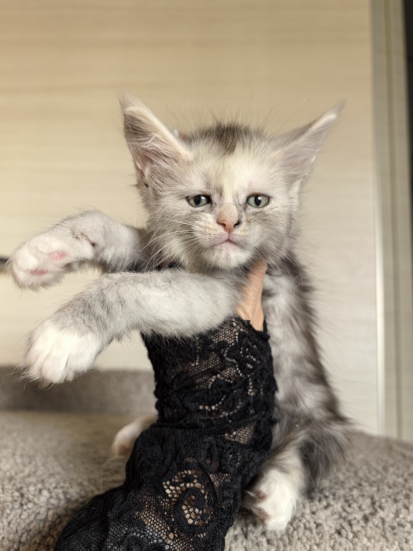 Anika Vika Akbars - Kitten maine-coon 1 month