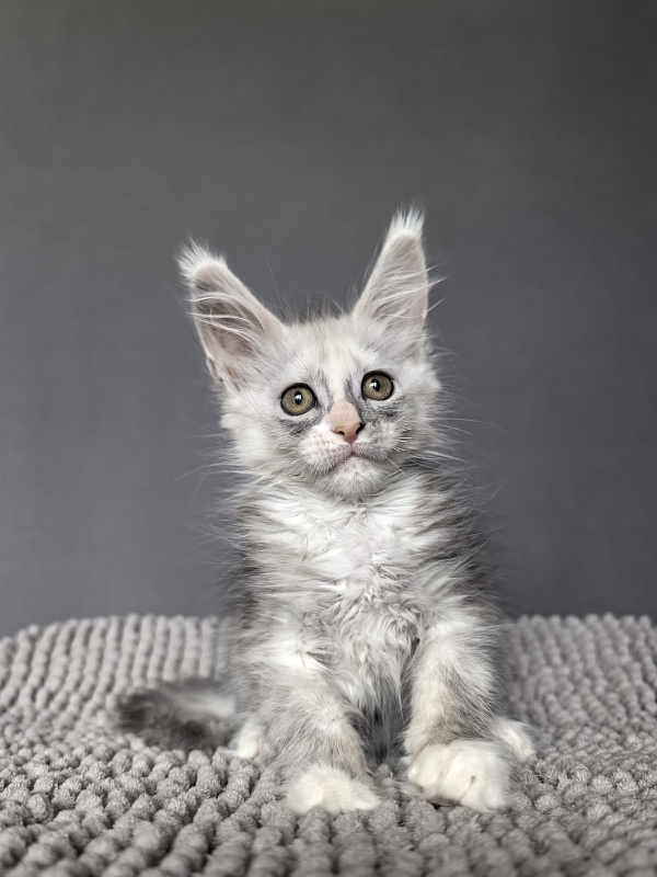 Anika Vika Akbars - Kitten maine-coon 2 months